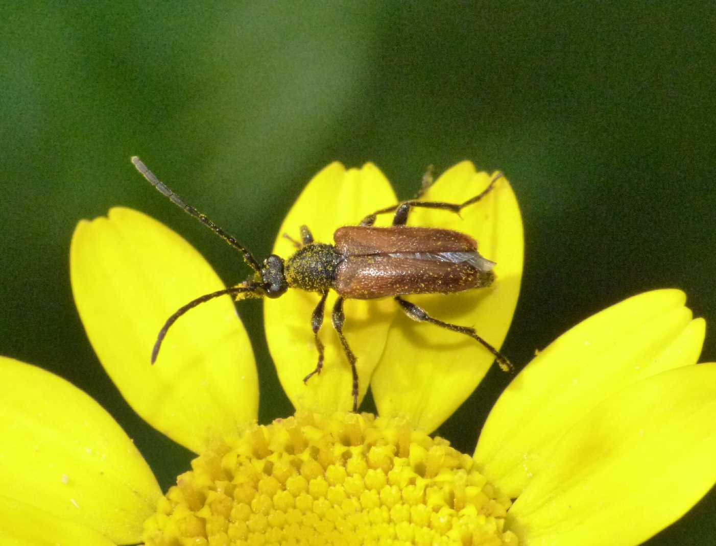 Pseudovadonia livida(?) in decollo